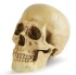Учебный медицинский манекен/ анатомическая модель черепа 1:1