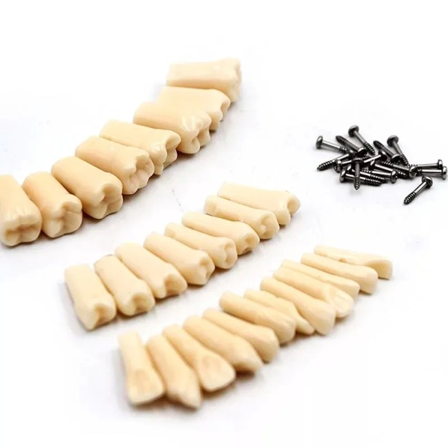 	 Комплект зубов (28 штук) для модели челюсти