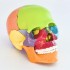 Анатомическая модель человеческого черепа цветная/ 15 частей/ 1:2
