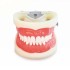 Модель челюстей для практики стоматологов /32 зуба